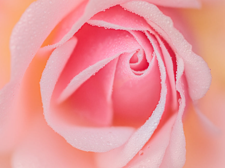 Rose im Morgentau - CALVENDO Foto-Puzzle'