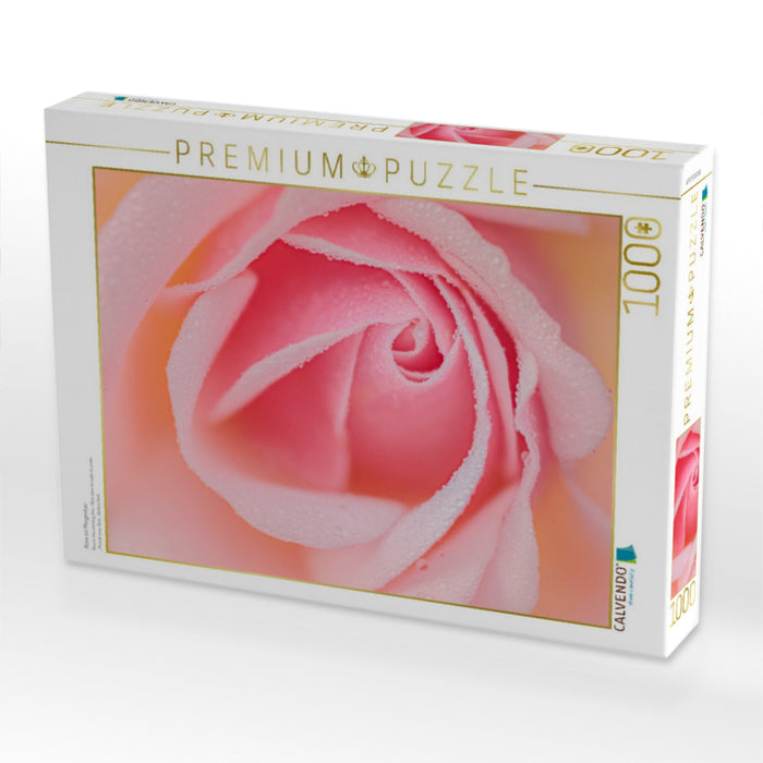 Rose im Morgentau - CALVENDO Foto-Puzzle'