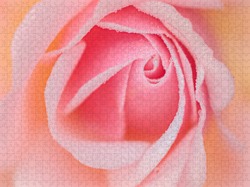 Rose im Morgentau - CALVENDO Foto-Puzzle'
