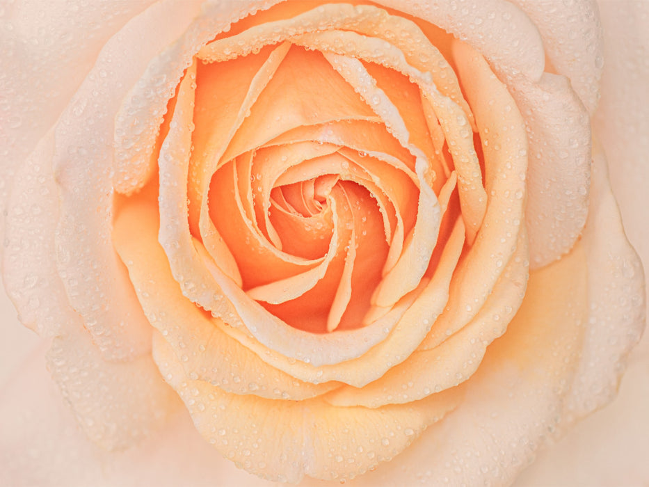 Rose im Morgentau - CALVENDO Foto-Puzzle'