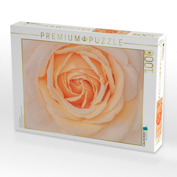 Rose im Morgentau - CALVENDO Foto-Puzzle'