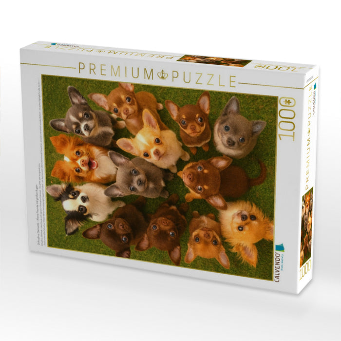 Chihuahua Diamonds – Kleine Freunde mit großen Augen - CALVENDO Foto-Puzzle'