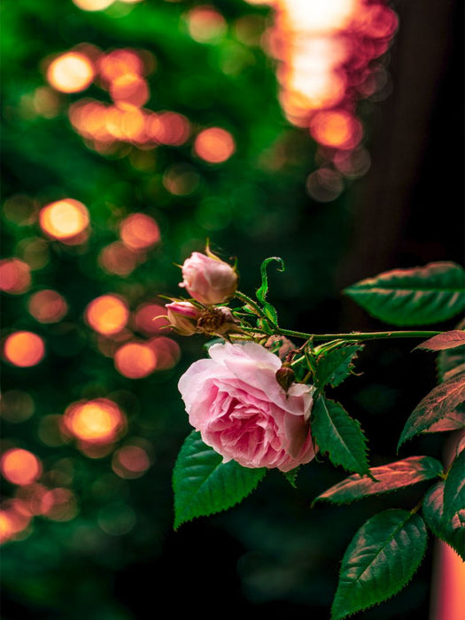 Ein Motiv aus dem Kalender Bubble Bokeh - CALVENDO Foto-Puzzle'