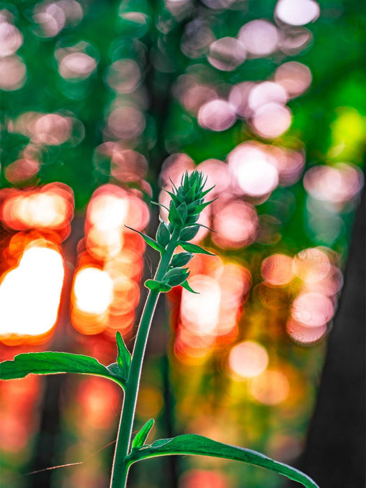 Orchidee Bokeh - CALVENDO Foto-Puzzle'