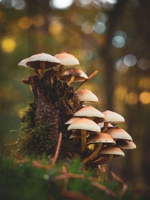 Baumstumpf Bokeh - CALVENDO Foto-Puzzle'