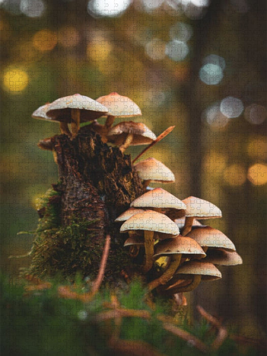 Baumstumpf Bokeh - CALVENDO Foto-Puzzle'