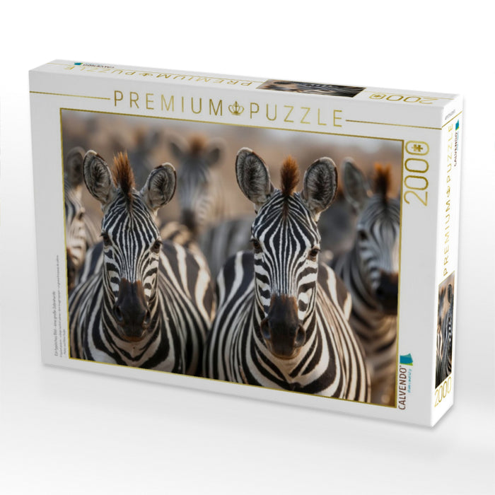 Ein typisches Bild - eine große Zebraherde - CALVENDO Foto-Puzzle'