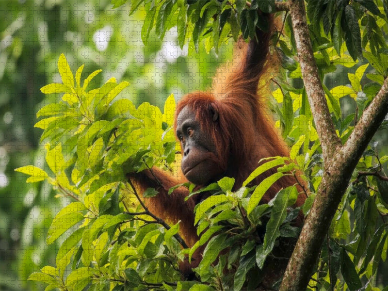 Von Baum zu Baum - CALVENDO Foto-Puzzle'