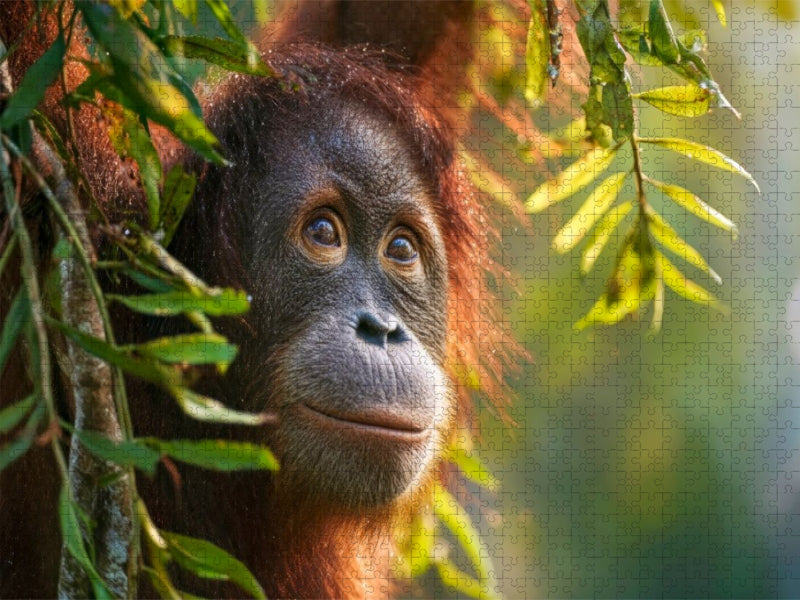 Was wird dieser Orang-Utan als nächstes tun? - CALVENDO Foto-Puzzle'