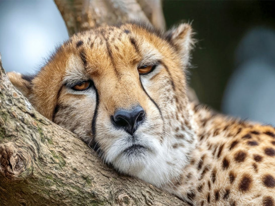 Endlich eine Ruhepause - CALVENDO Foto-Puzzle'