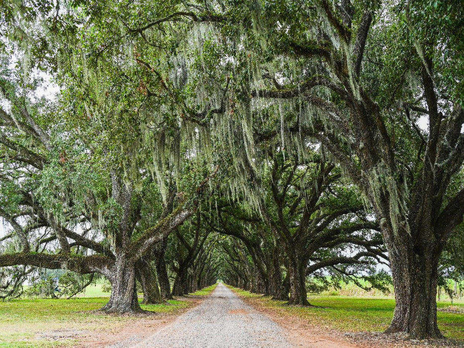 Eichenallee mit Louisianamoos - CALVENDO Foto-Puzzle'