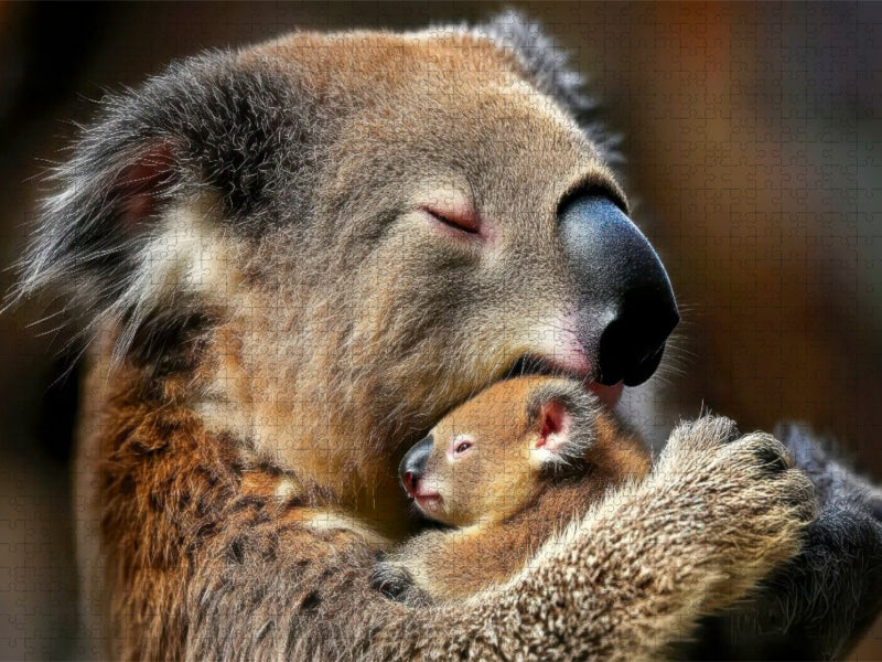 Eine Koalamama, die ihr Neugeborenes liebevoll an ihr Gesicht drückt - CALVENDO Foto-Puzzle'