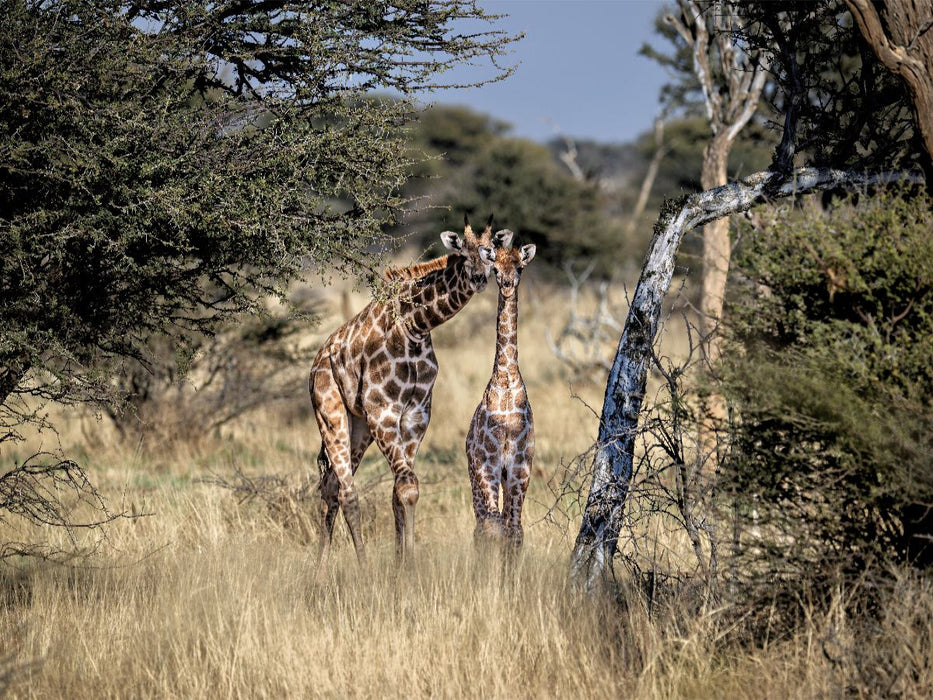 Giraffen in der Savanne - CALVENDO Foto-Puzzle'