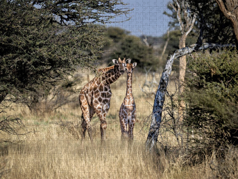 Giraffen in der Savanne - CALVENDO Foto-Puzzle'