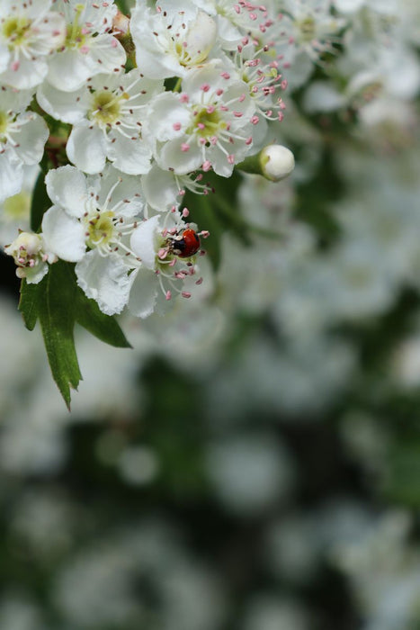 Premium Textil-Leinwand Ein kleiner Marienkäfer als Glücksbringer