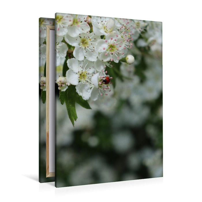 Premium Textil-Leinwand Ein kleiner Marienkäfer als Glücksbringer