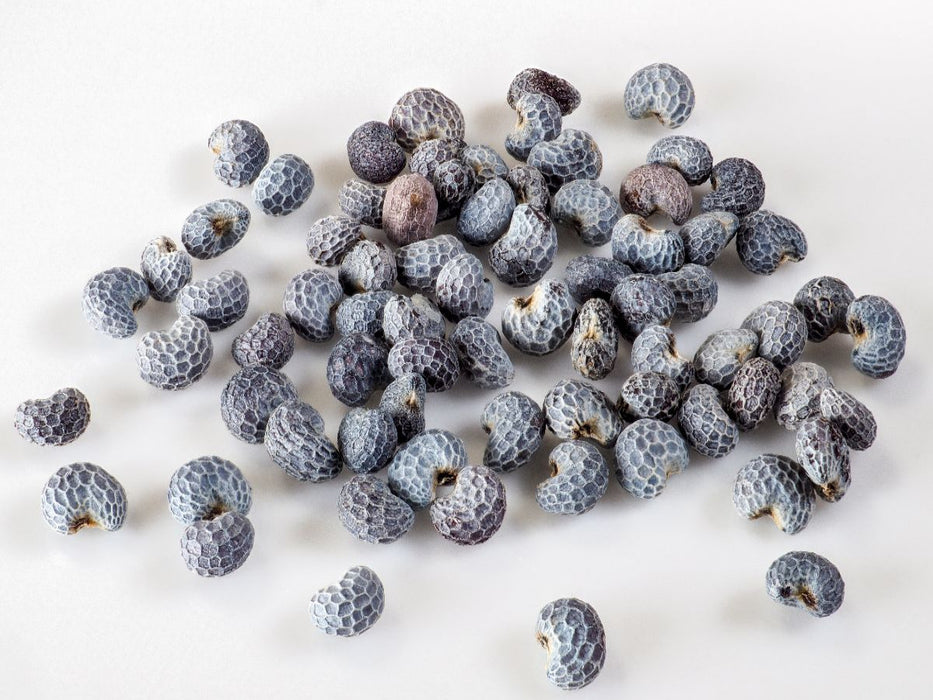 Blaumohn - CALVENDO Foto-Puzzle'