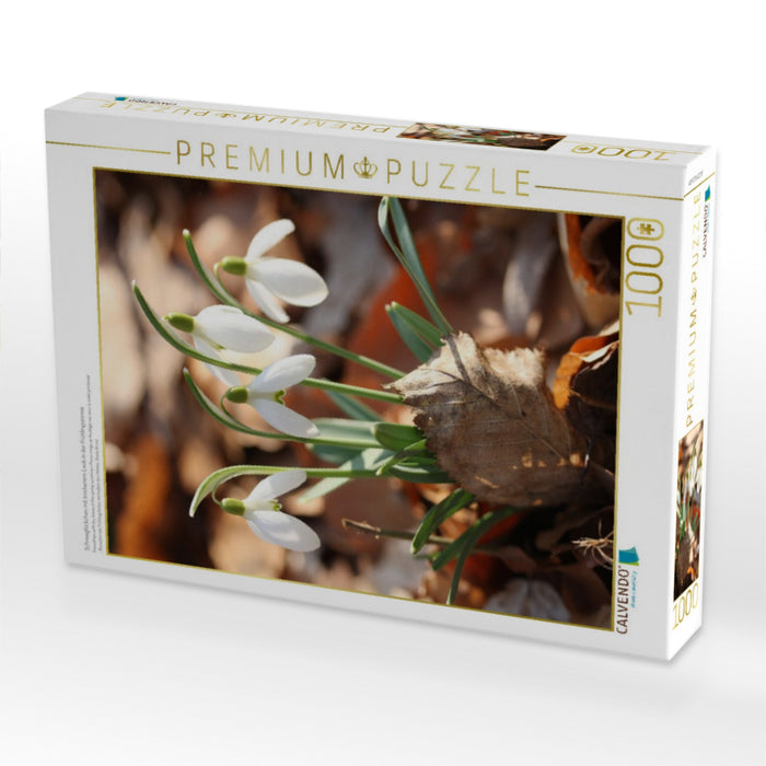 Schneeglöckchen mit trockenem Laub in der Frühlingssonne - CALVENDO Foto-Puzzle'