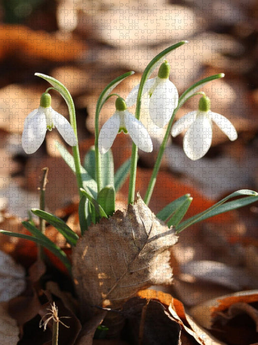 Schneeglöckchen mit trockenem Laub in der Frühlingssonne - CALVENDO Foto-Puzzle'