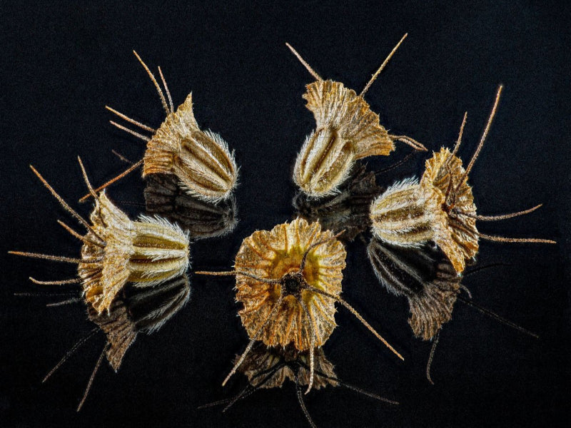 Samen der Skabiose - CALVENDO Foto-Puzzle'