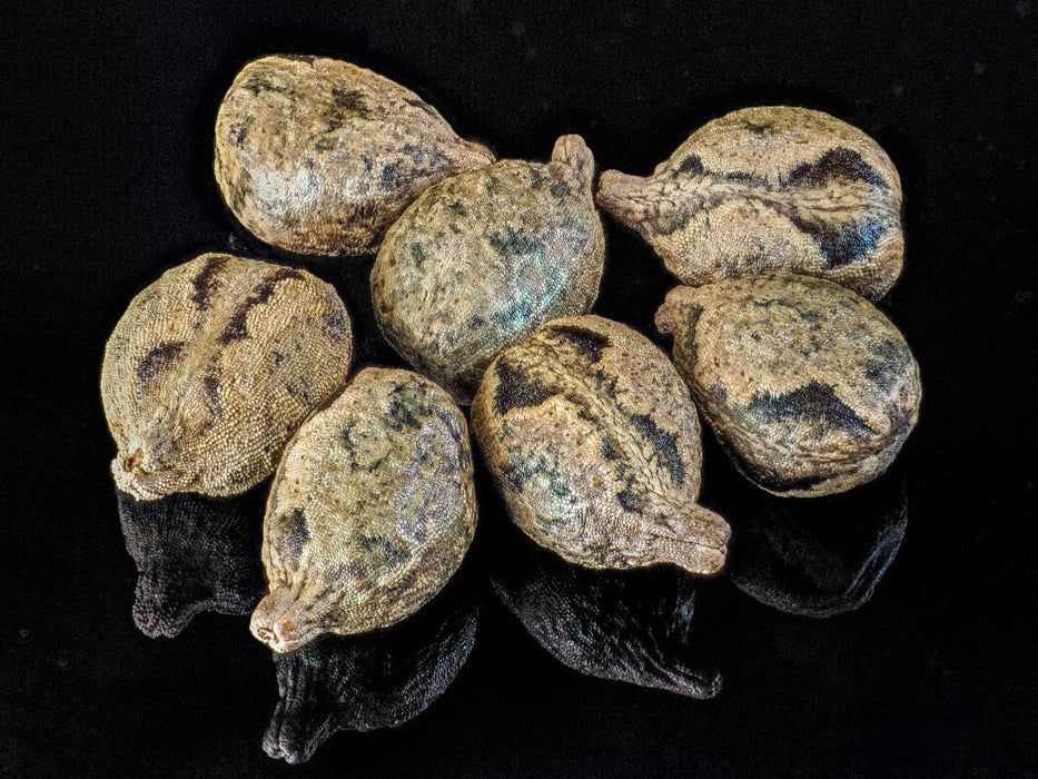 Samen des drüsigen Springkrauts - CALVENDO Foto-Puzzle'