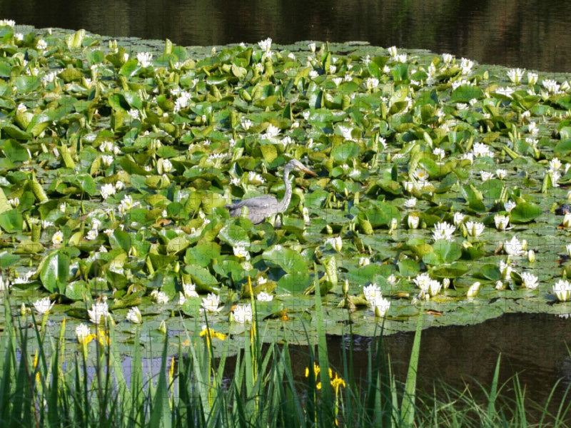 Seerosenteich mit Reiher - CALVENDO Foto-Puzzle'