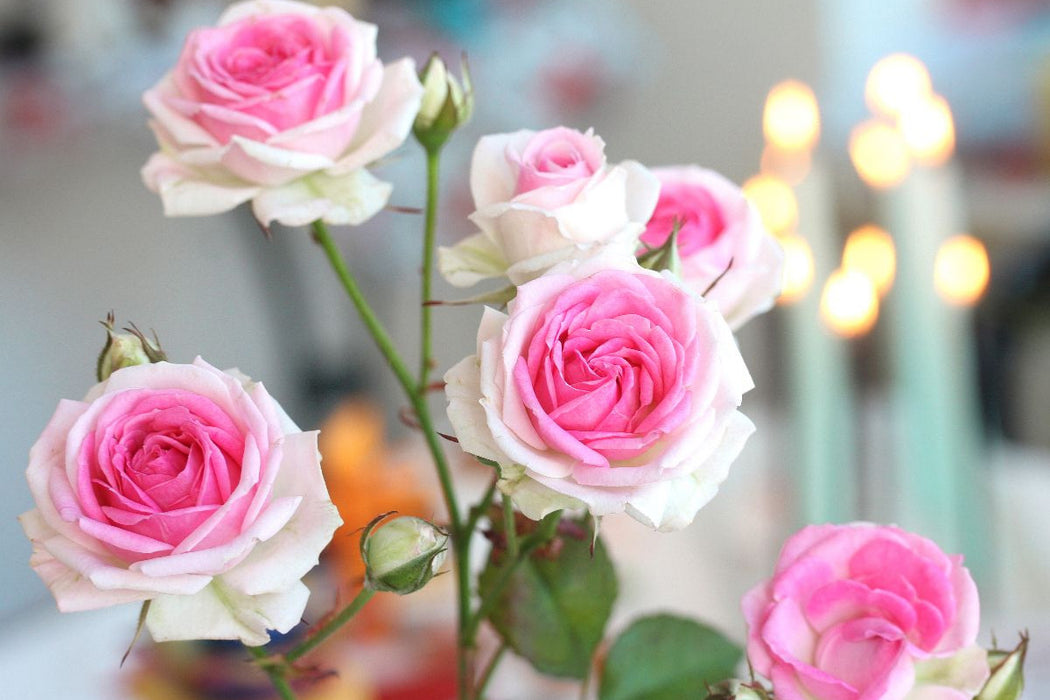 Premium Textil-Leinwand Rosa Rosen mit brennenden Kerzen im Hintergrund