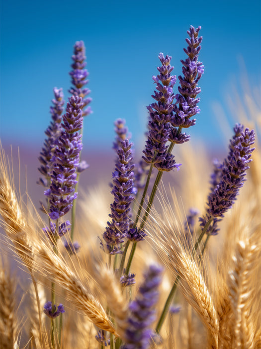 Lavendel und Kornfelder im Licht - CALVENDO Foto-Puzzle'