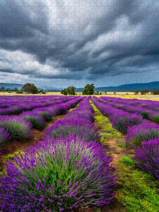 Lavendelfelder unter dramatischem Himmel - CALVENDO Foto-Puzzle'
