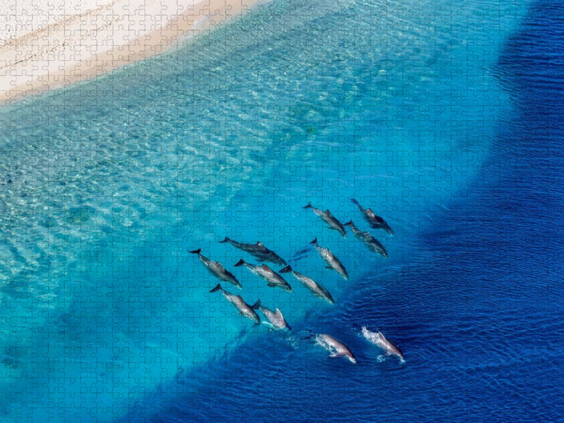 Durch Strömung und Tide - Delfine - CALVENDO Foto-Puzzle'