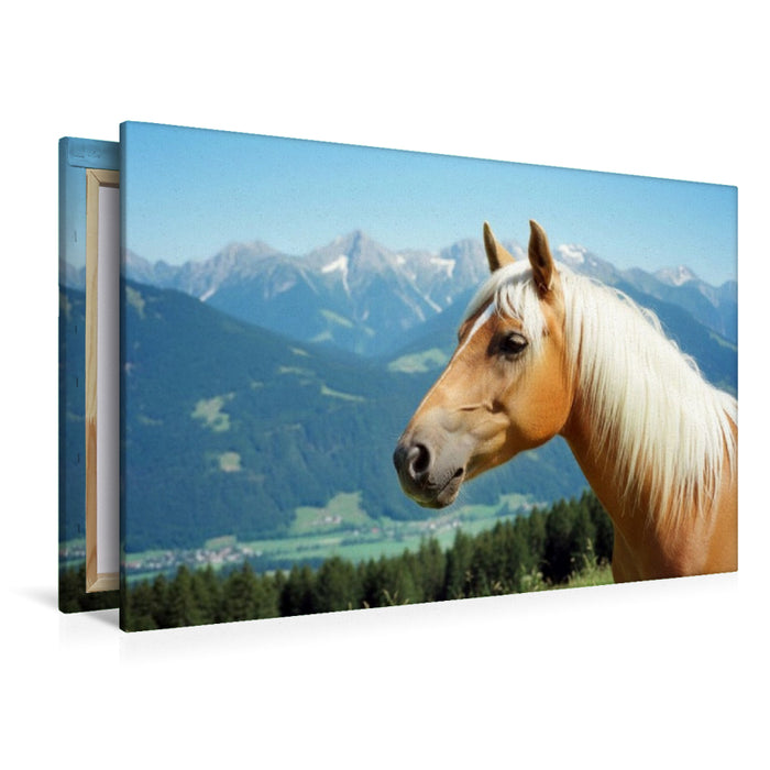 Premium Textil-Leinwand Haflinger Hengst Portrait