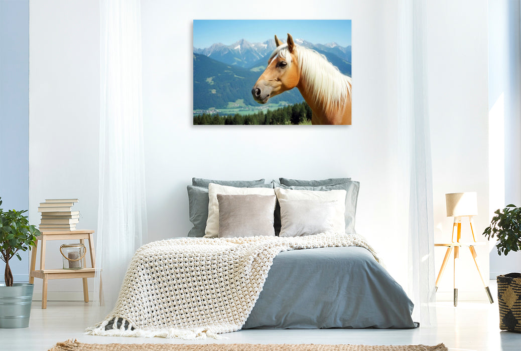 Premium Textil-Leinwand Haflinger Hengst Portrait
