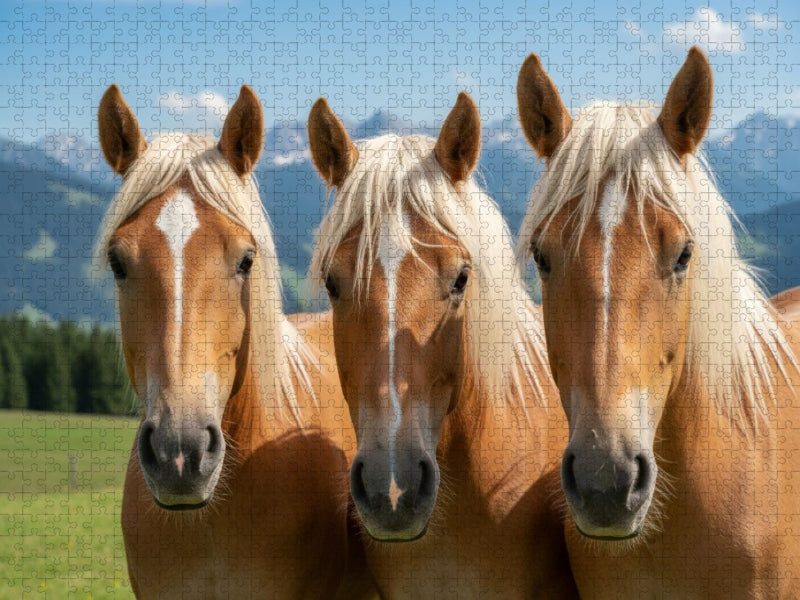 Drei Freunde - Haflinger Pferde - CALVENDO Foto-Puzzle'