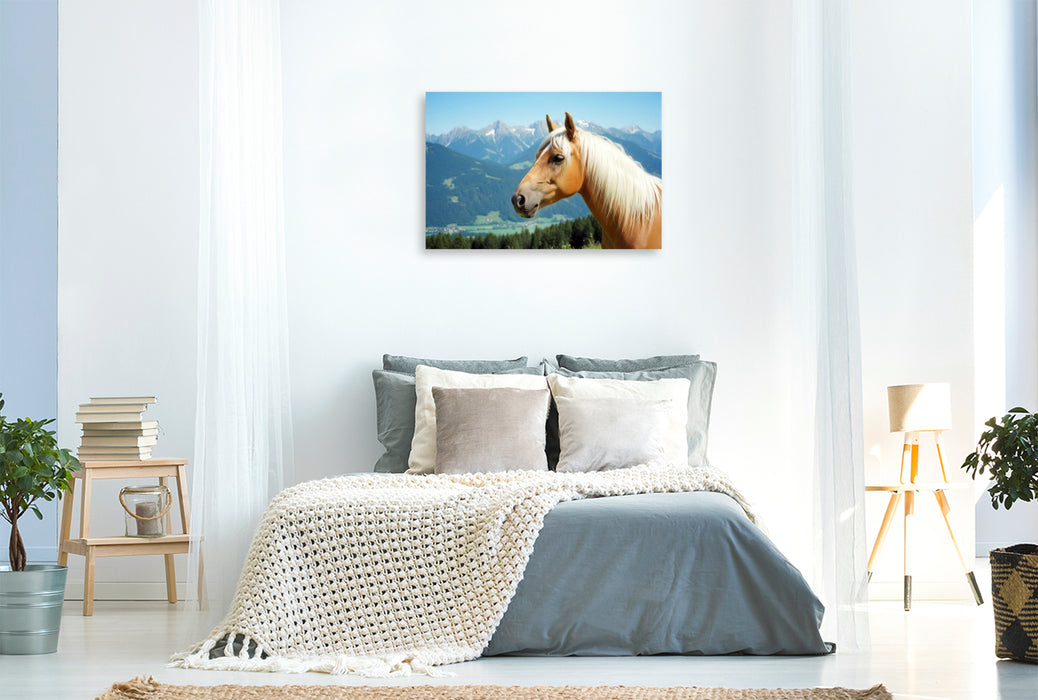 Premium Textil-Leinwand Haflinger Hengst Portrait