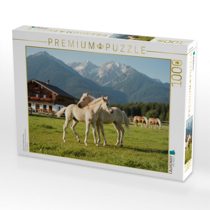 Spielende Haflinger Fohlen - CALVENDO Foto-Puzzle'