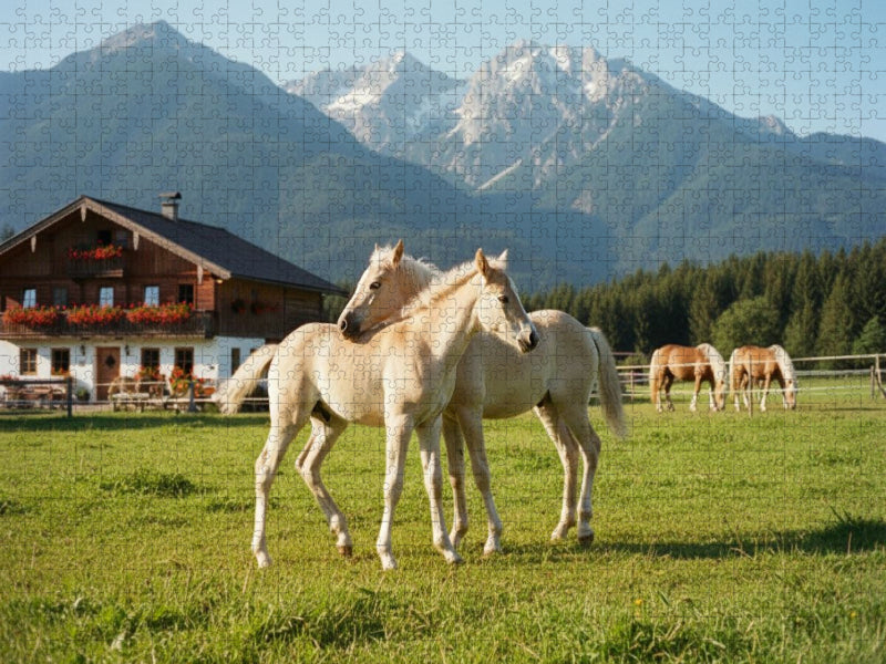 Spielende Haflinger Fohlen - CALVENDO Foto-Puzzle'