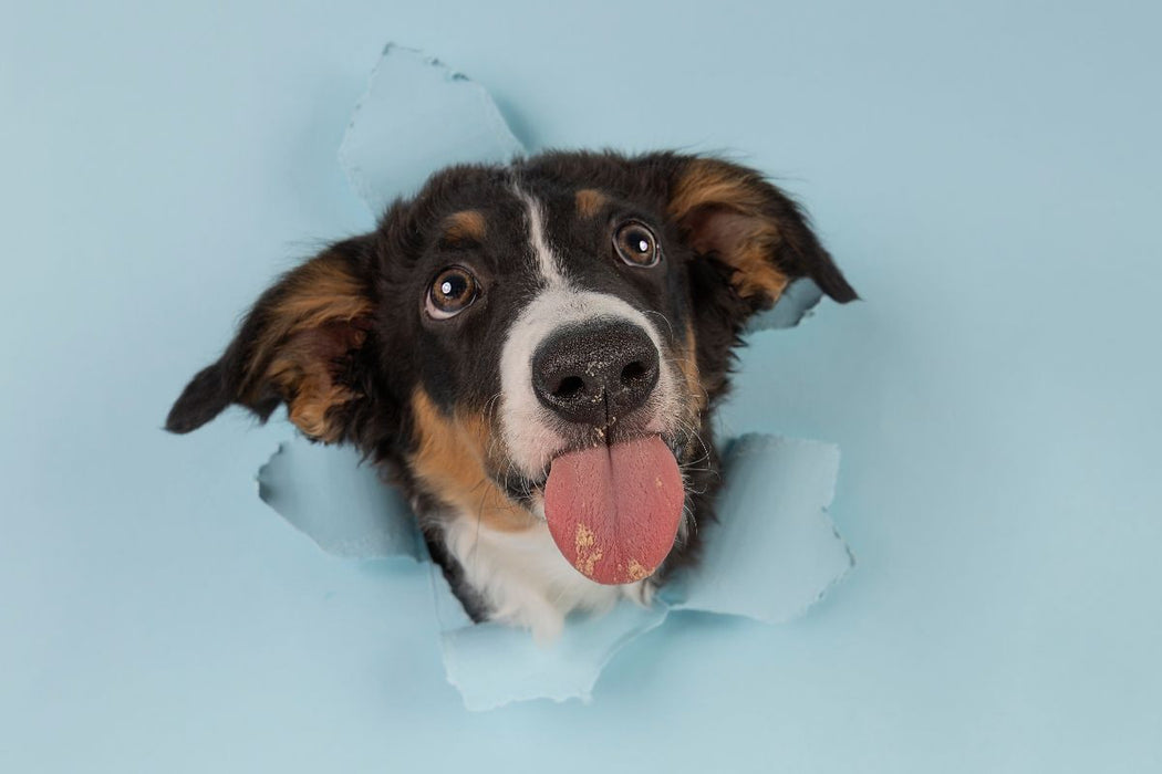 Premium Textil-Leinwand Tadaaaa.