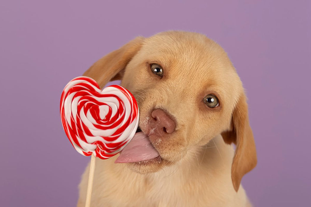 Premium Textil-Leinwand Ein Motiv aus dem Kalender Achtung, die Welpen kommen.