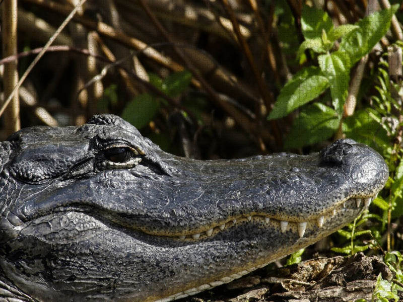 Alligator, Everglades Nationalpark - CALVENDO Foto-Puzzle'