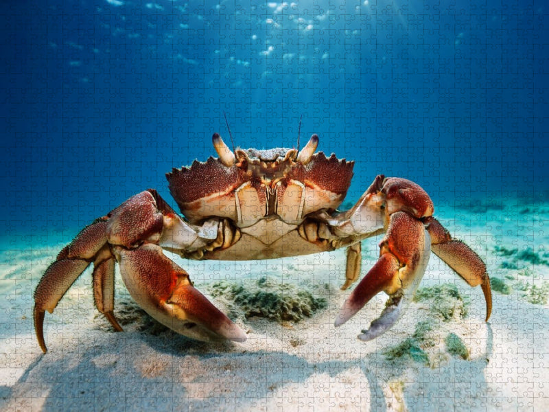 Riesenkrabbe unter Wasser - CALVENDO Foto-Puzzle'