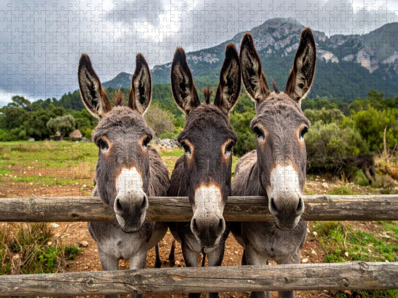Drei fröhliche Esel - CALVENDO Foto-Puzzle'