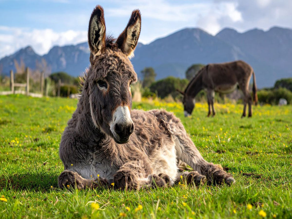Mittagspause - Esel auf der Koppel - CALVENDO Foto-Puzzle'
