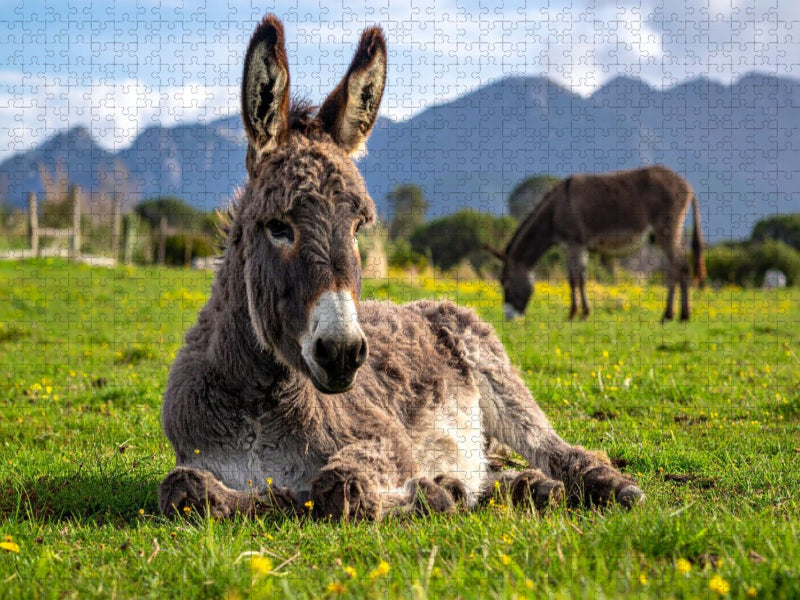 Mittagspause - Esel auf der Koppel - CALVENDO Foto-Puzzle'