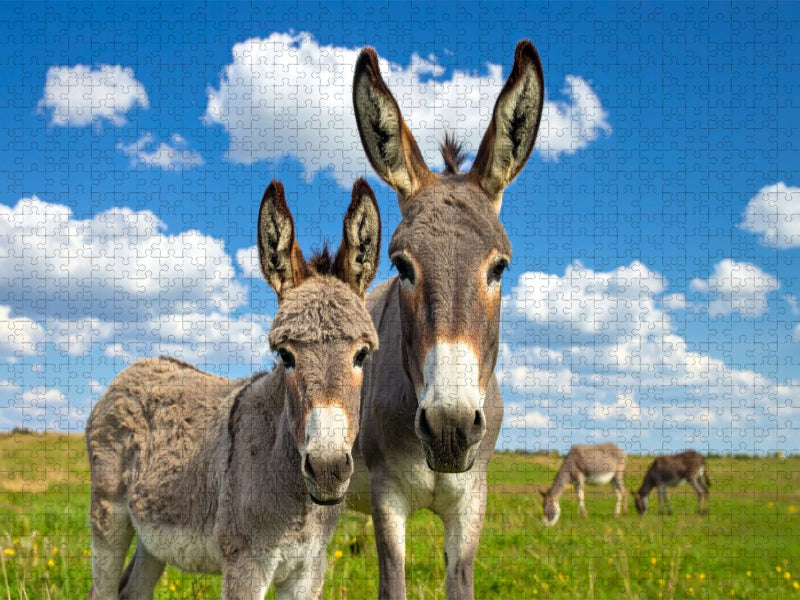 Wir sind ganz Ohr - Eselstute und Fohlen - CALVENDO Foto-Puzzle'