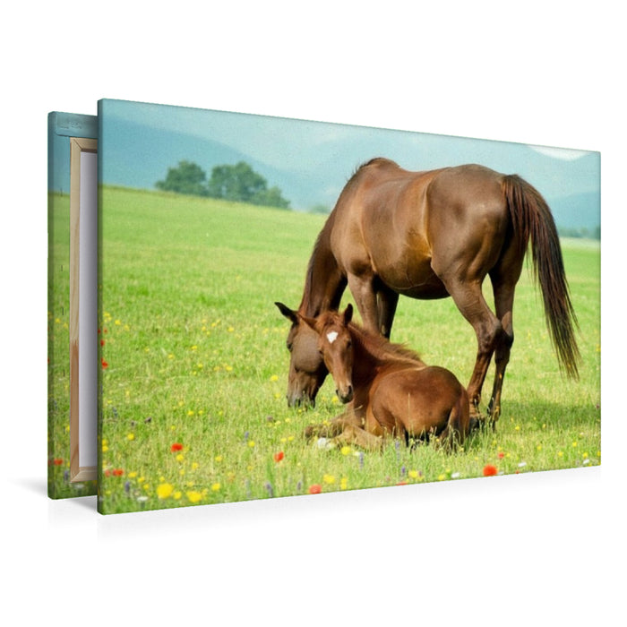 Premium Textil-Leinwand Warmblutstute und Fohlen