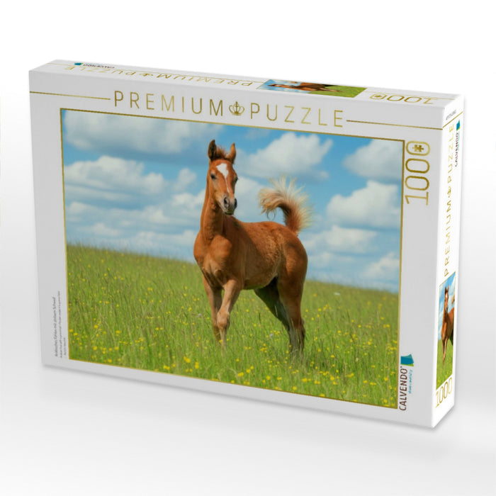 Arabisches Fohlen mit stolzem Schweif - CALVENDO Foto-Puzzle'