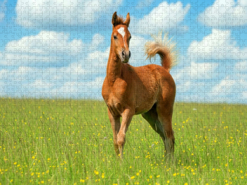 Arabisches Fohlen mit stolzem Schweif - CALVENDO Foto-Puzzle'
