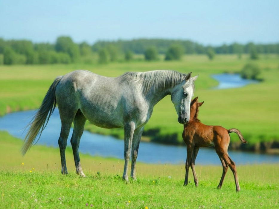 Araberstute mit ihrem Fohlen am Fluss - CALVENDO Foto-Puzzle'
