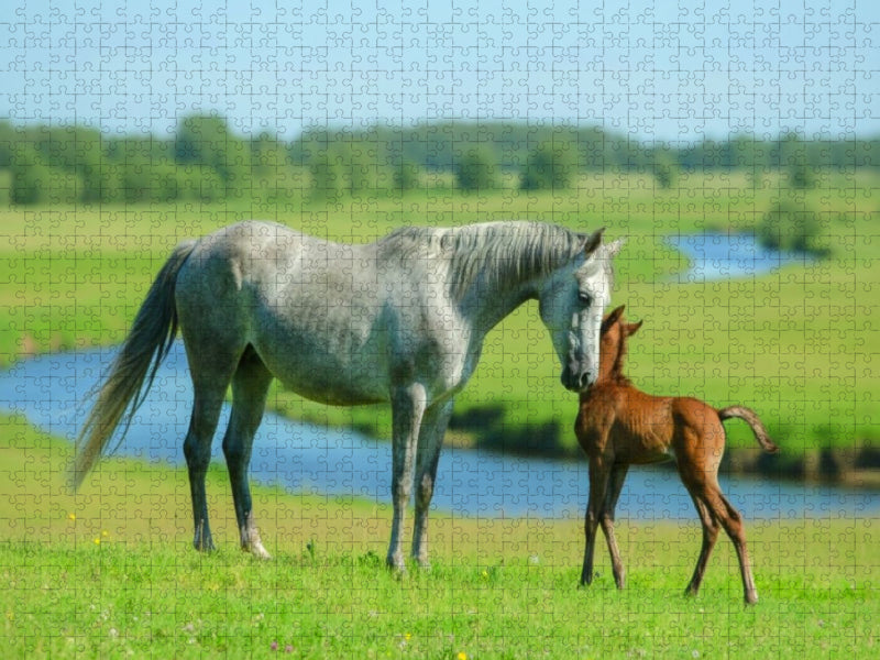 Araberstute mit ihrem Fohlen am Fluss - CALVENDO Foto-Puzzle'
