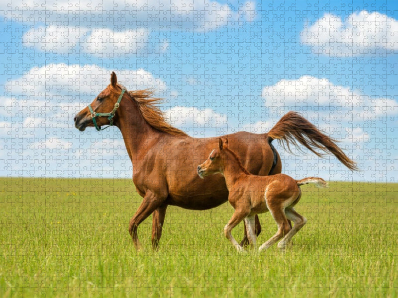 Arabische Stute und Fohlen auf der Wiese - CALVENDO Foto-Puzzle'